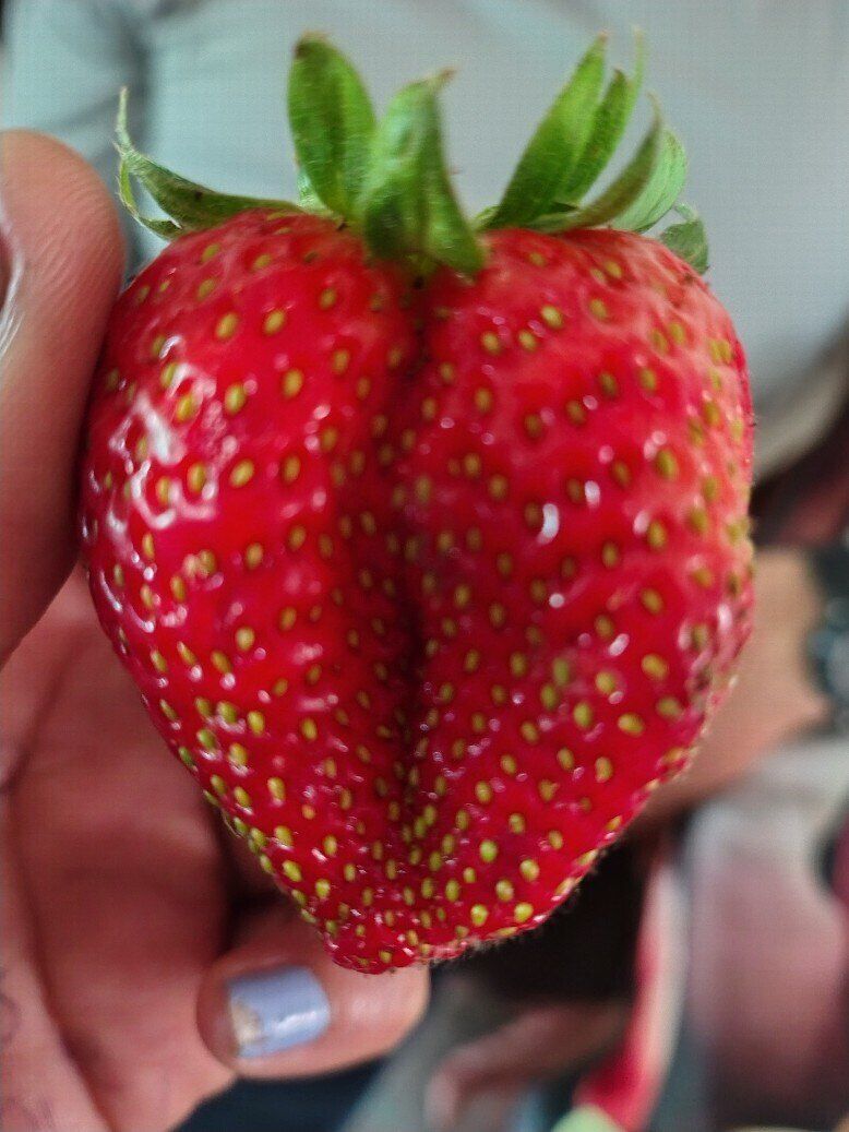 perasol OnlyFans profile picture