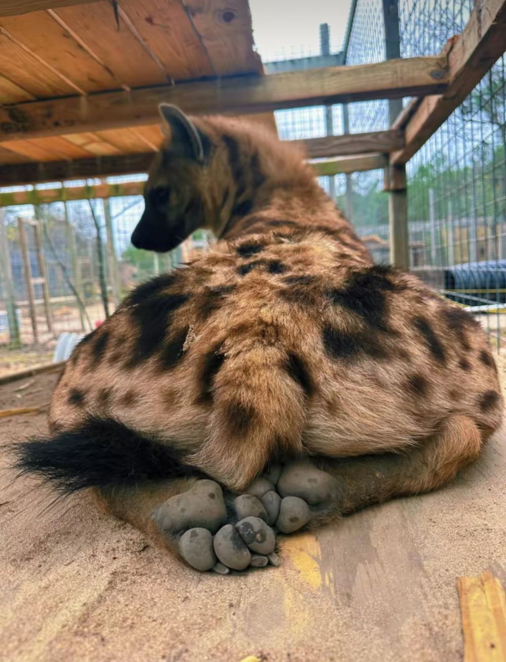 catboibloosy OnlyFans profile picture