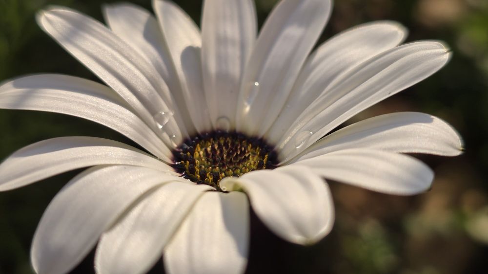 thedaisyexperience OnlyFans profile picture