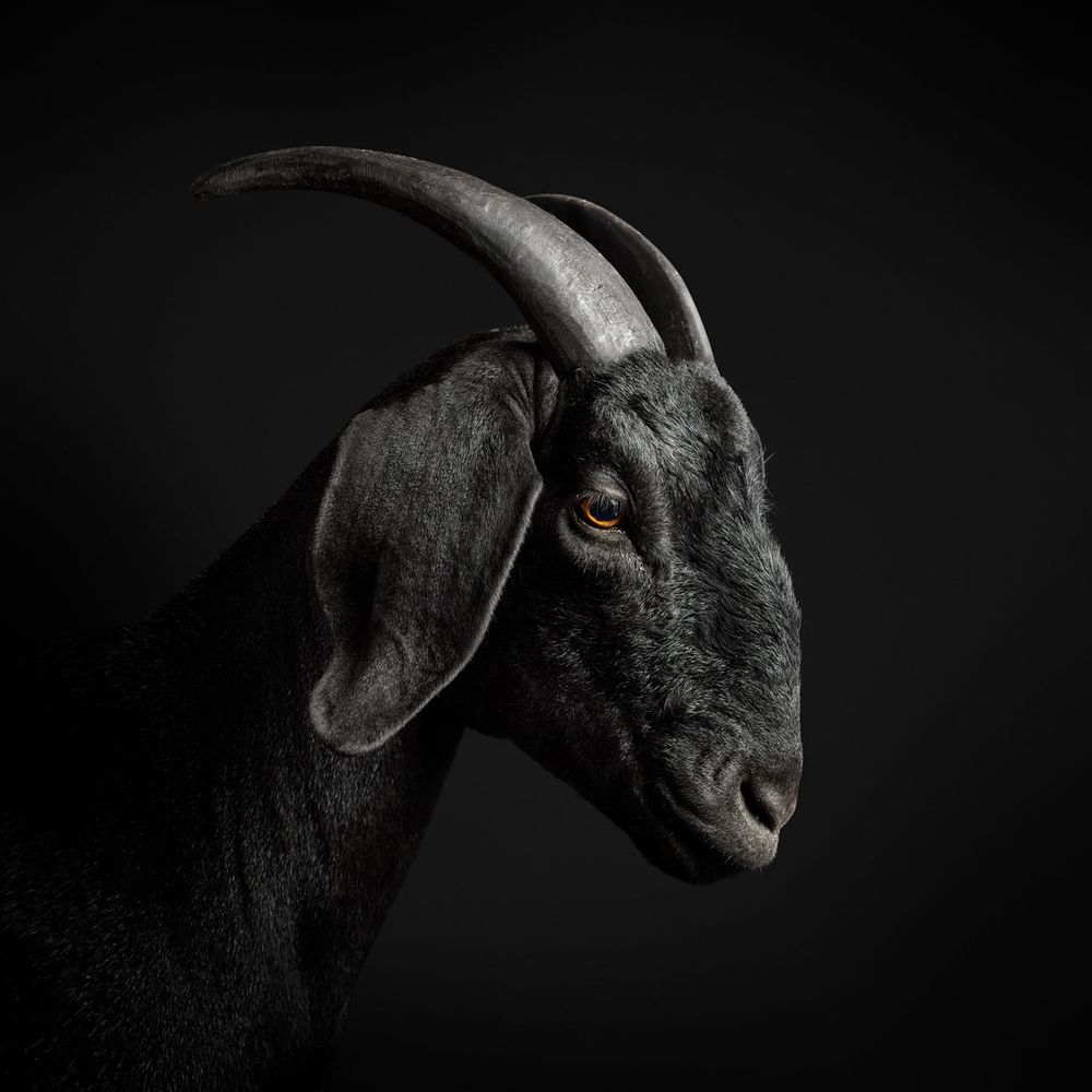 thagoat04 OnlyFans profile picture