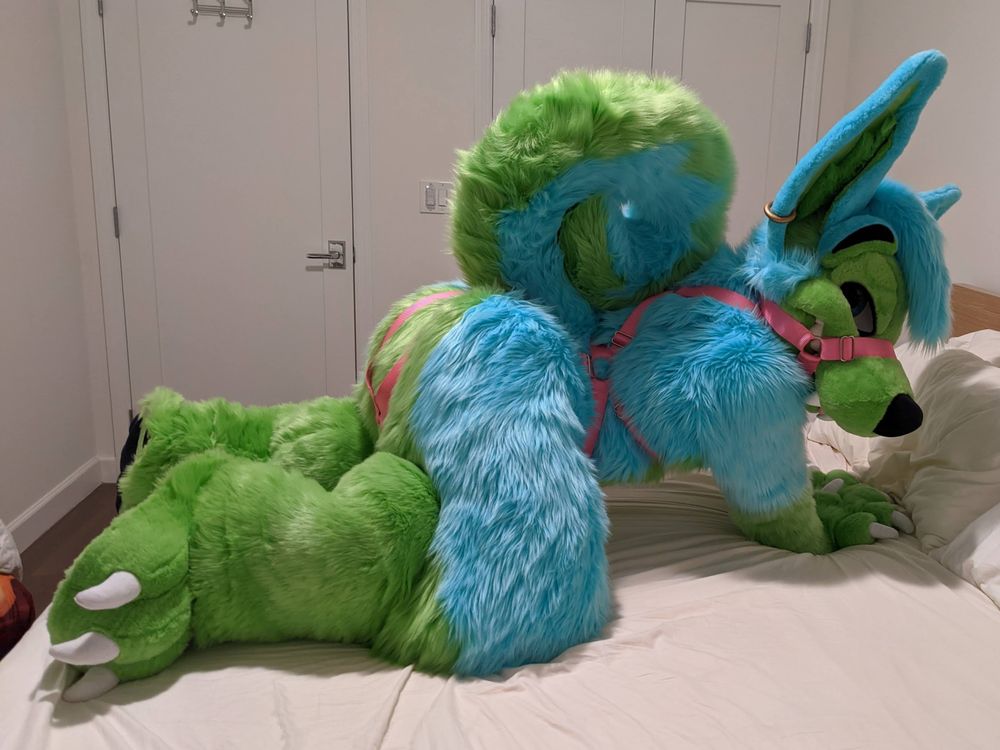 kovuthehusky OnlyFans profile picture