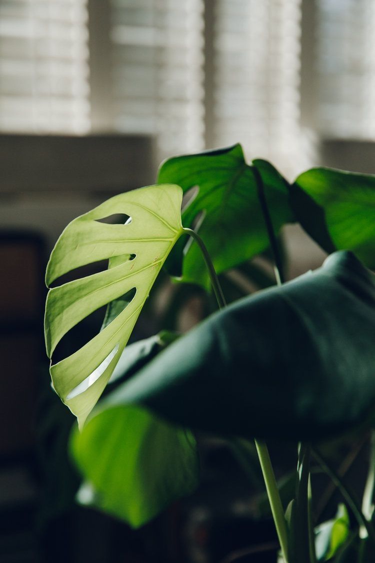 plantbasedart OnlyFans profile picture