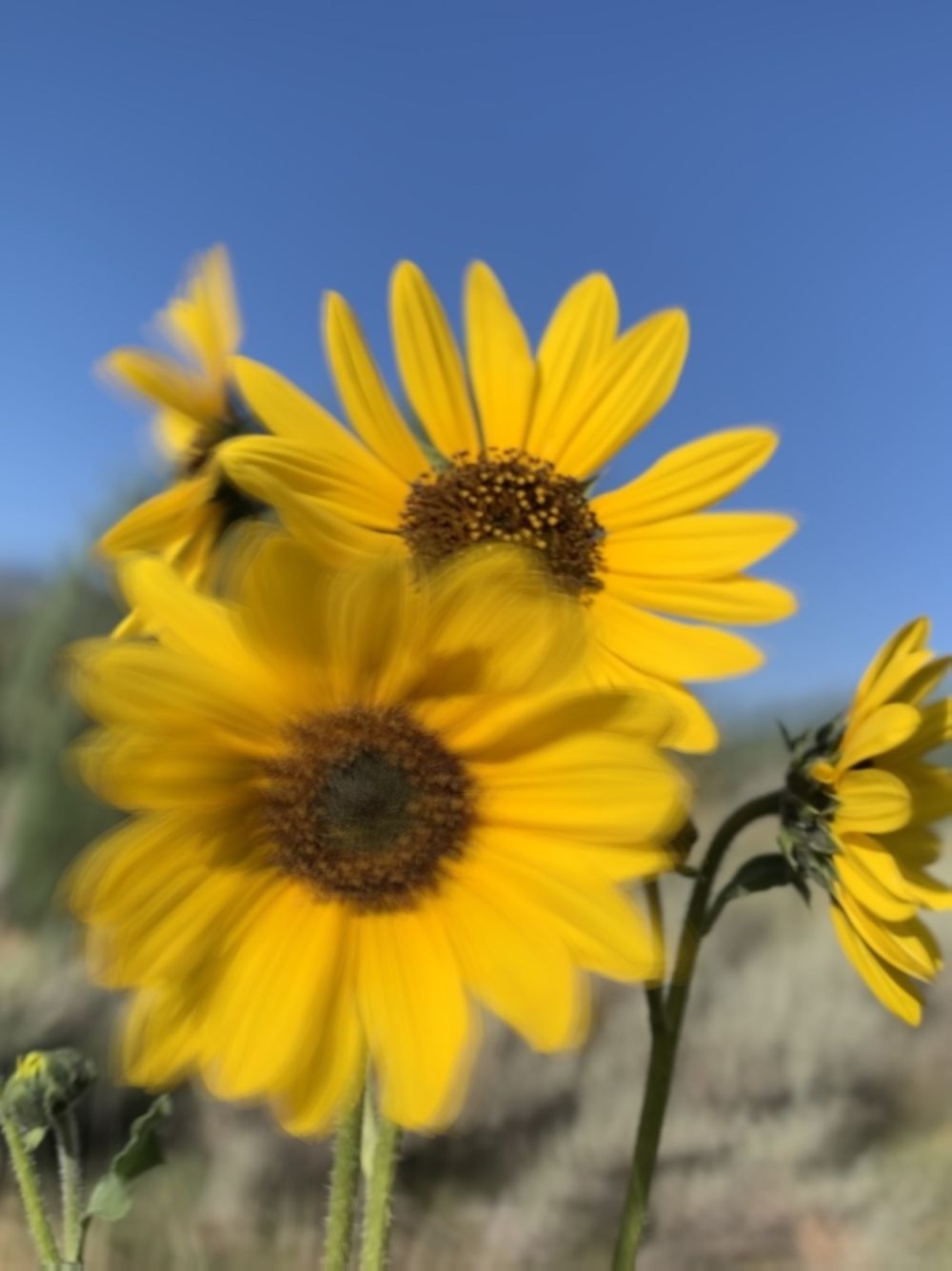 pushiingdaisies OnlyFans profile picture