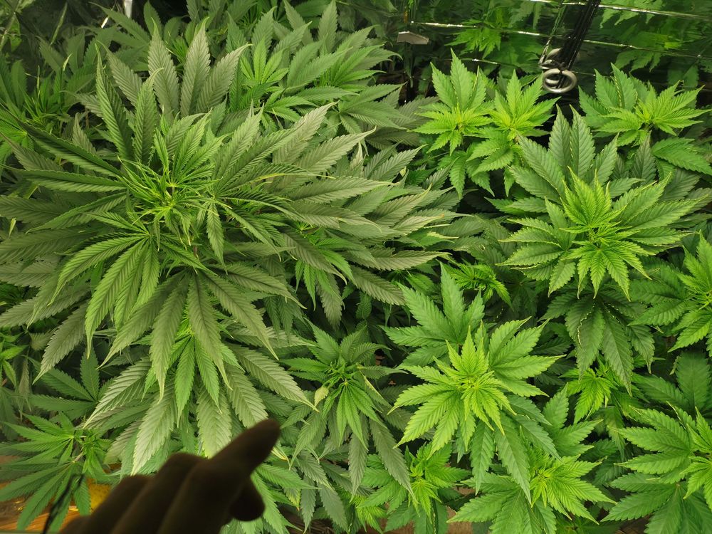 chrise420 OnlyFans profile picture