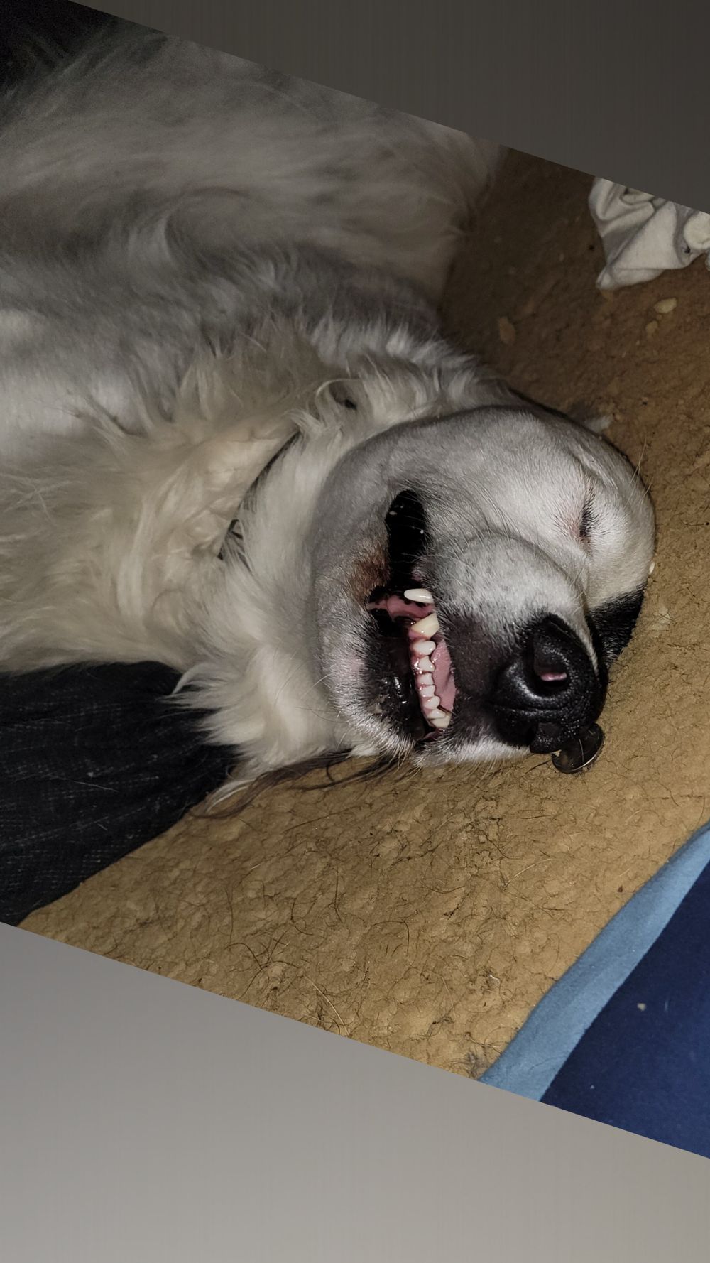 rollinsumbud OnlyFans profile picture