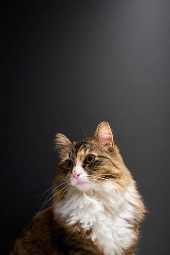 BalisongSam’s kitties