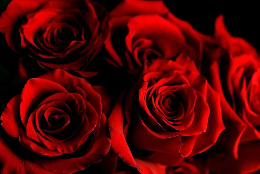 snowwhite71997 OnlyFans profile picture