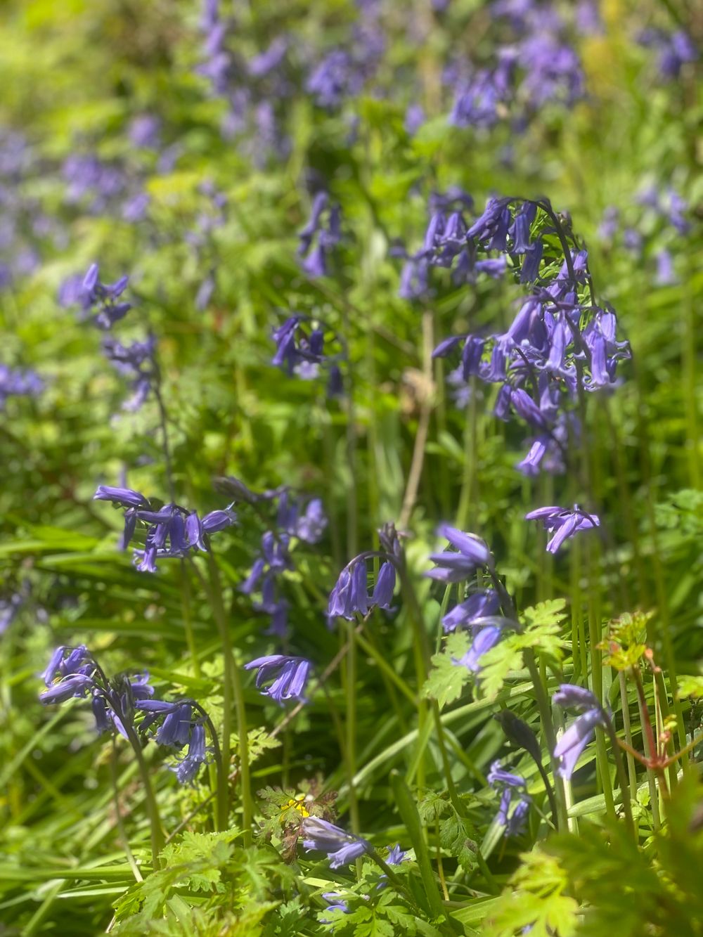 nature.fairy OnlyFans profile picture