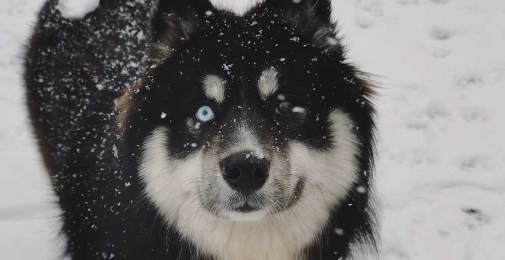 siberianhuskies OnlyFans profile picture