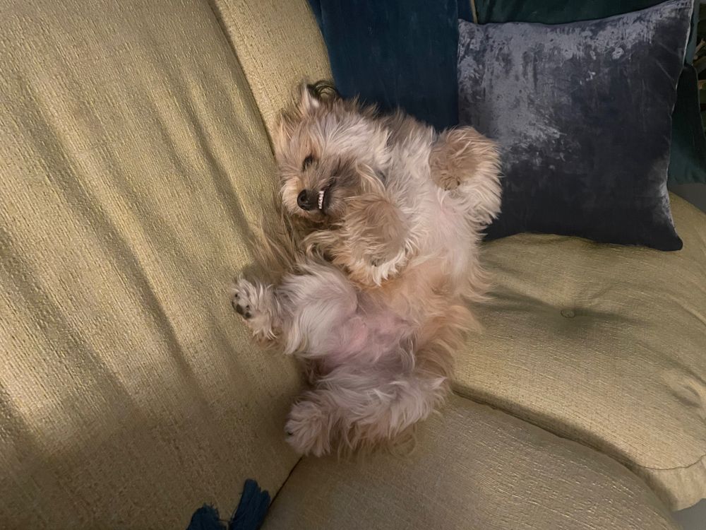 bearthepotato OnlyFans profile picture