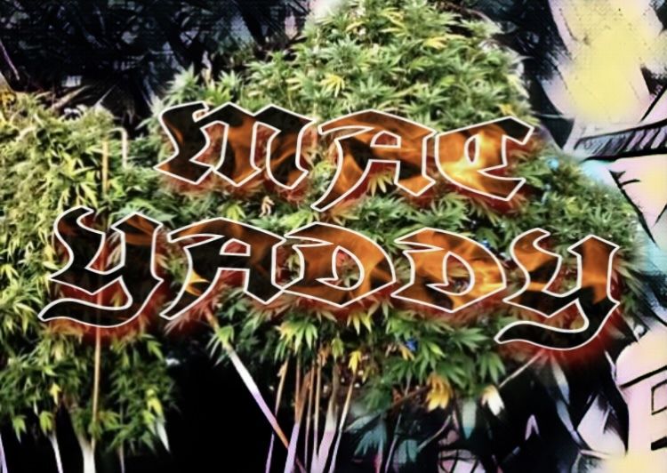 macyaddy OnlyFans profile picture