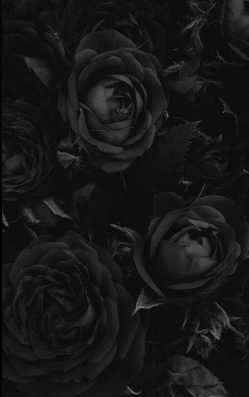 metempsycose OnlyFans profile picture