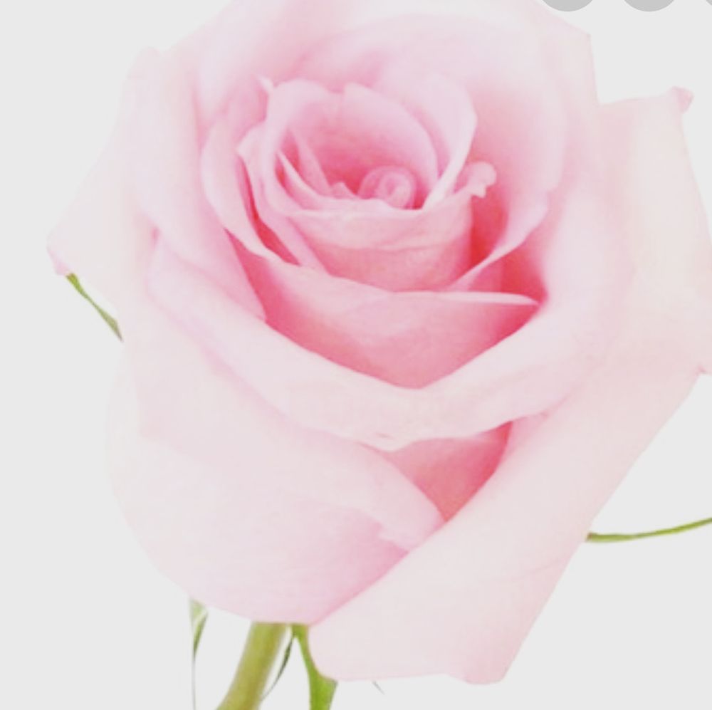 rose_petalz OnlyFans profile picture