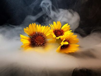 sunflowerbluntz OnlyFans picture