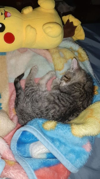 liliththecutekitten OnlyFans picture