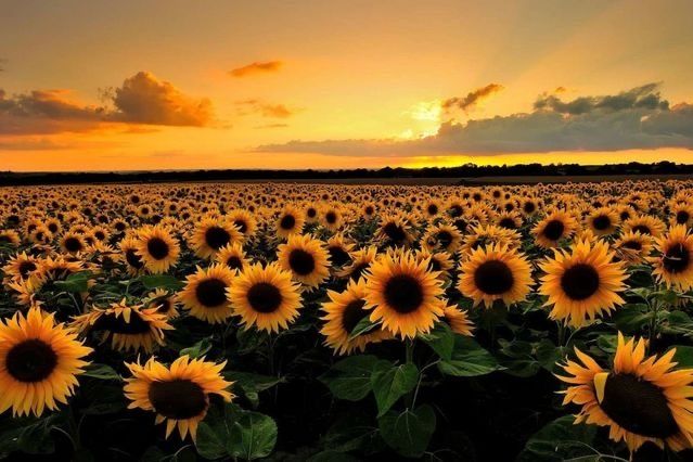 sunflowerkissess OnlyFans profile picture