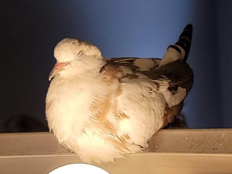 onlycoos OnlyFans profile picture