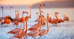 flamingoboy3000 OnlyFans profile picture