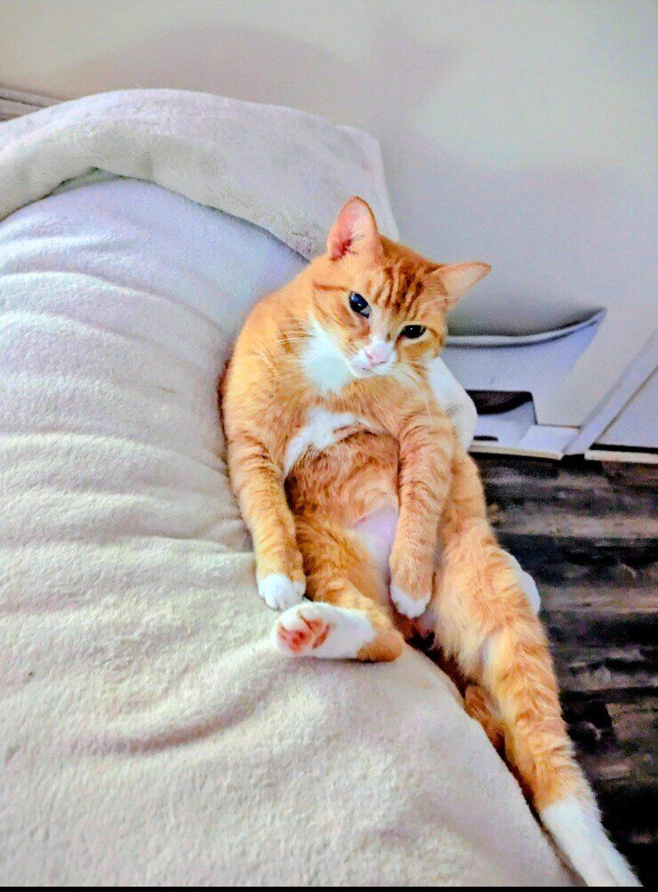 myhusbandsaysthisisdumb OnlyFans profile picture