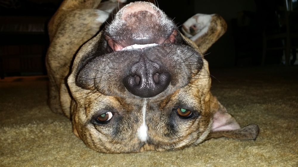 thechaosgremlin OnlyFans profile picture
