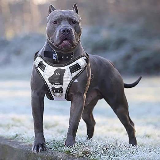 bigdoggorillastyle OnlyFans profile picture