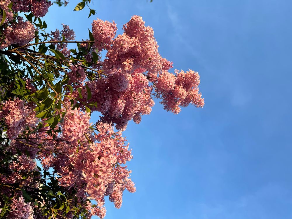 bloomcorewhore OnlyFans profile picture