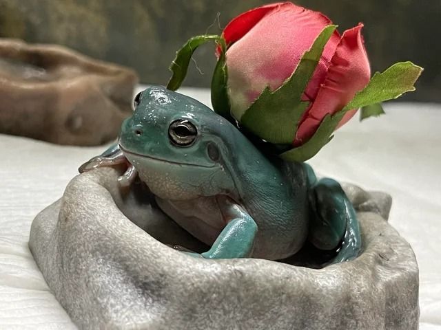 jedgybean OnlyFans profile picture