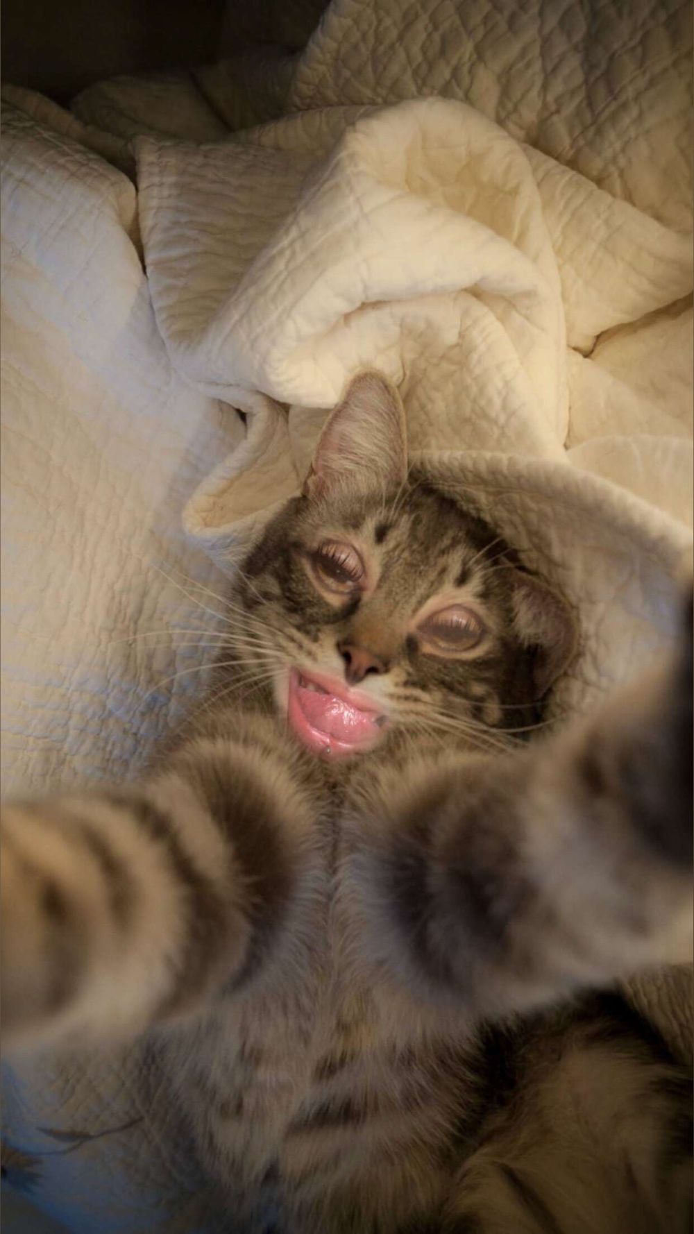 catsuccubus OnlyFans profile picture