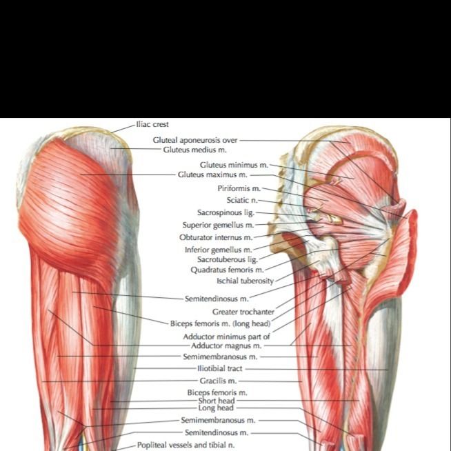 gluteus.maximum OnlyFans profile picture