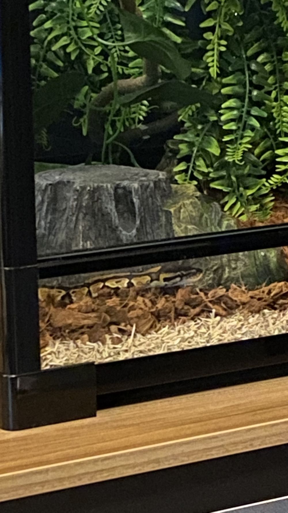 milathesnake OnlyFans profile picture
