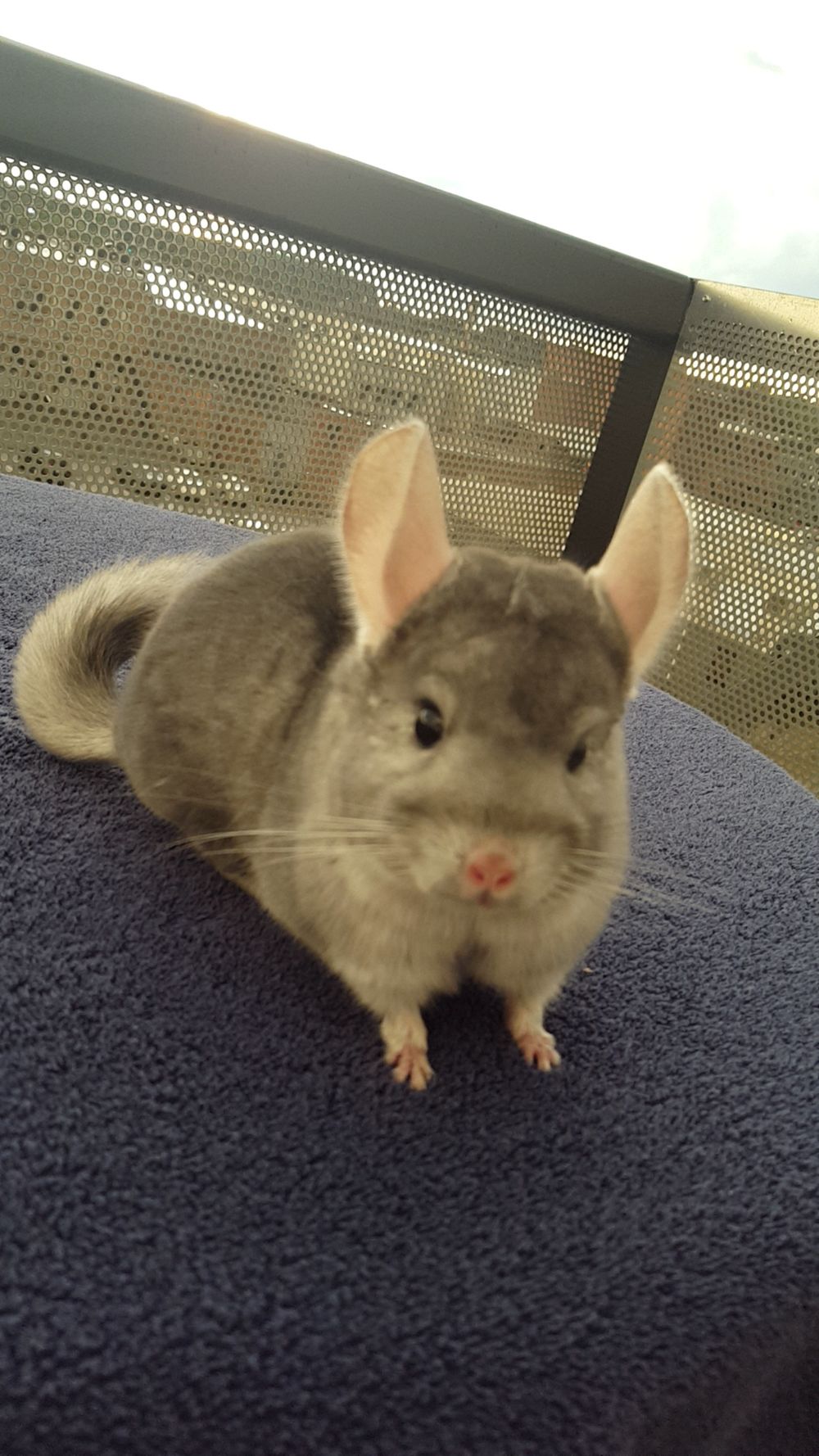 charliechinchilla OnlyFans profile picture