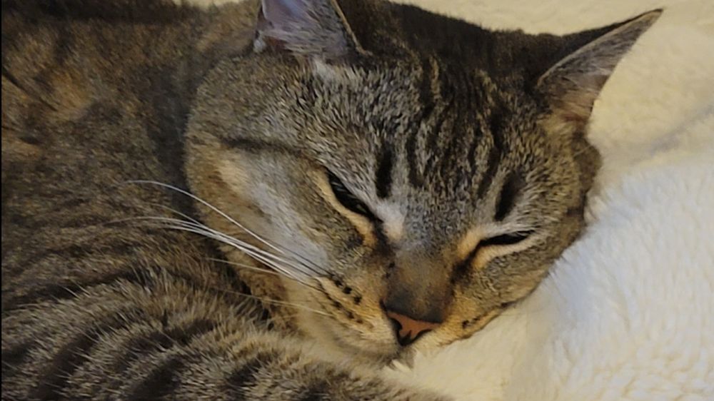 onlylunaspaws OnlyFans profile picture