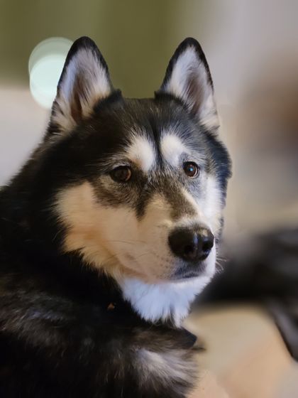 maverickthehusky OnlyFans picture