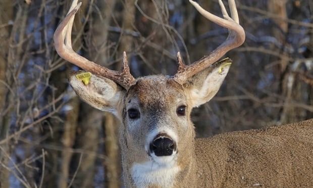 deerstuff OnlyFans profile picture