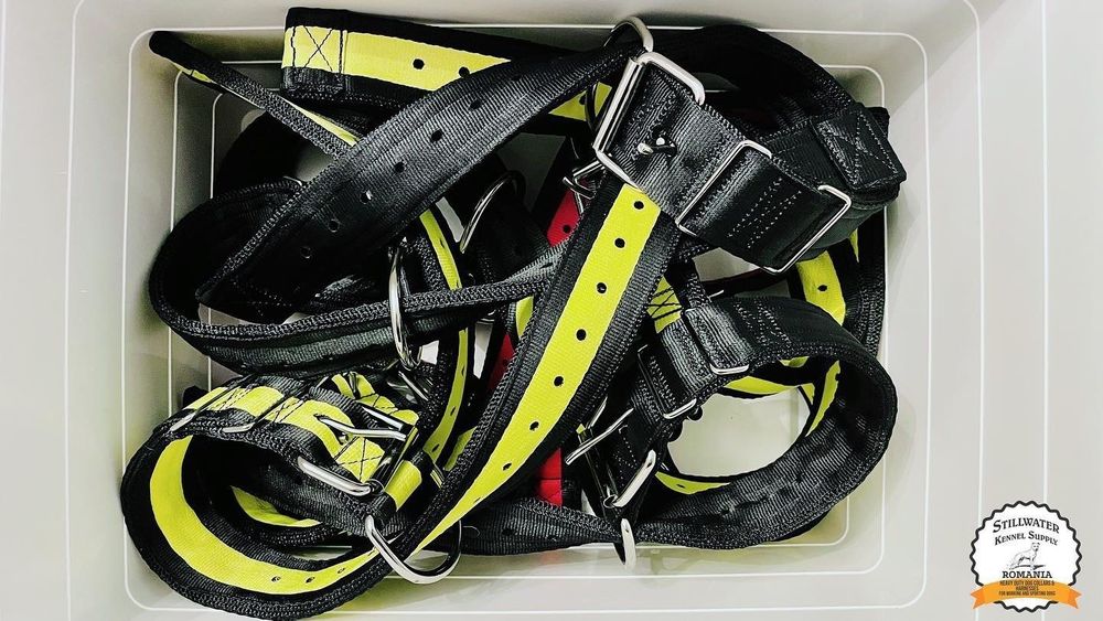 dogsandcollars OnlyFans profile picture