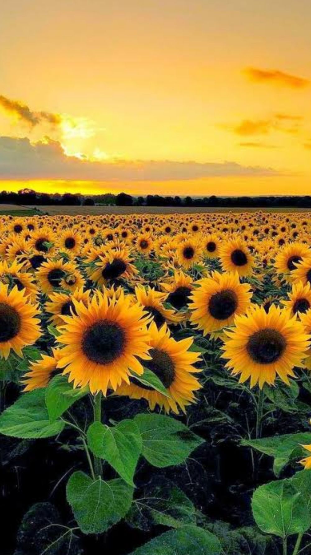 babysunflowerxxx OnlyFans profile picture
