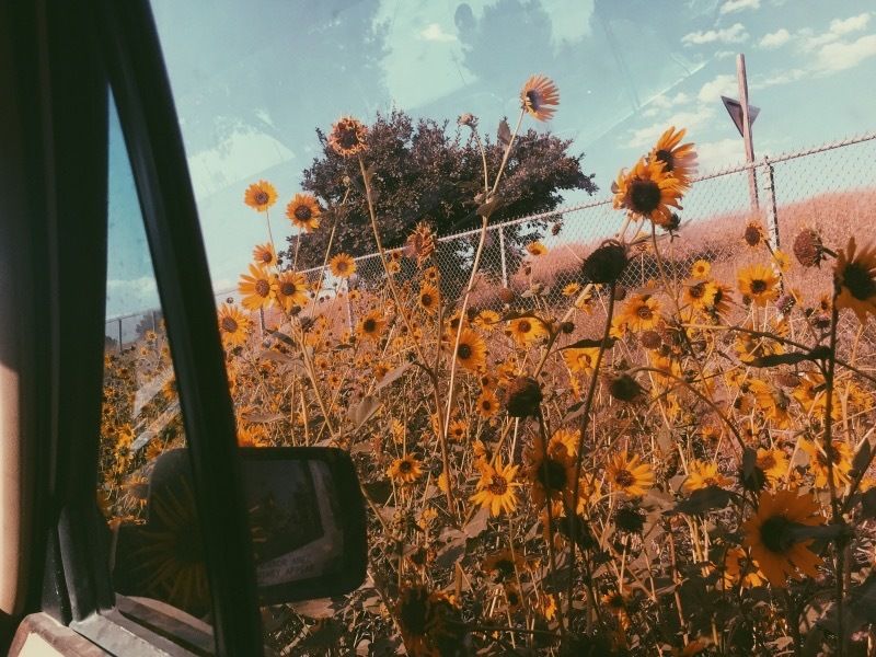smexy_sunflower OnlyFans profile picture