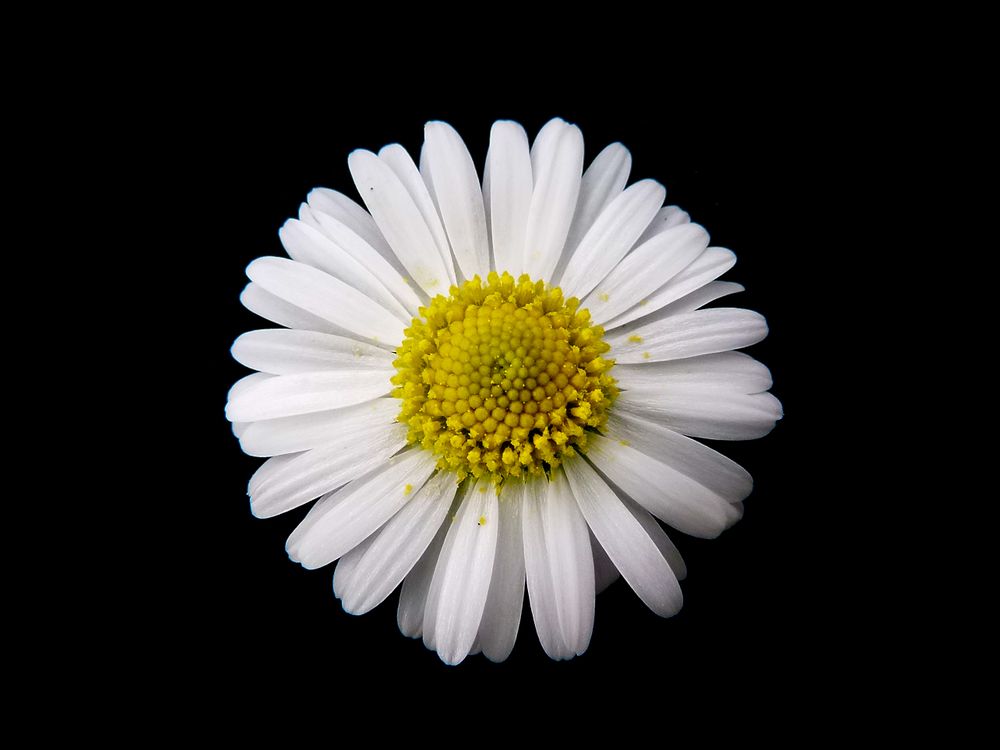 thedaisyduchess OnlyFans profile picture