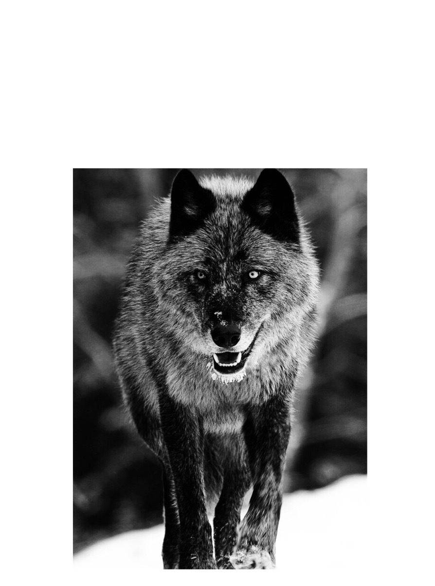 sirwolf OnlyFans profile picture
