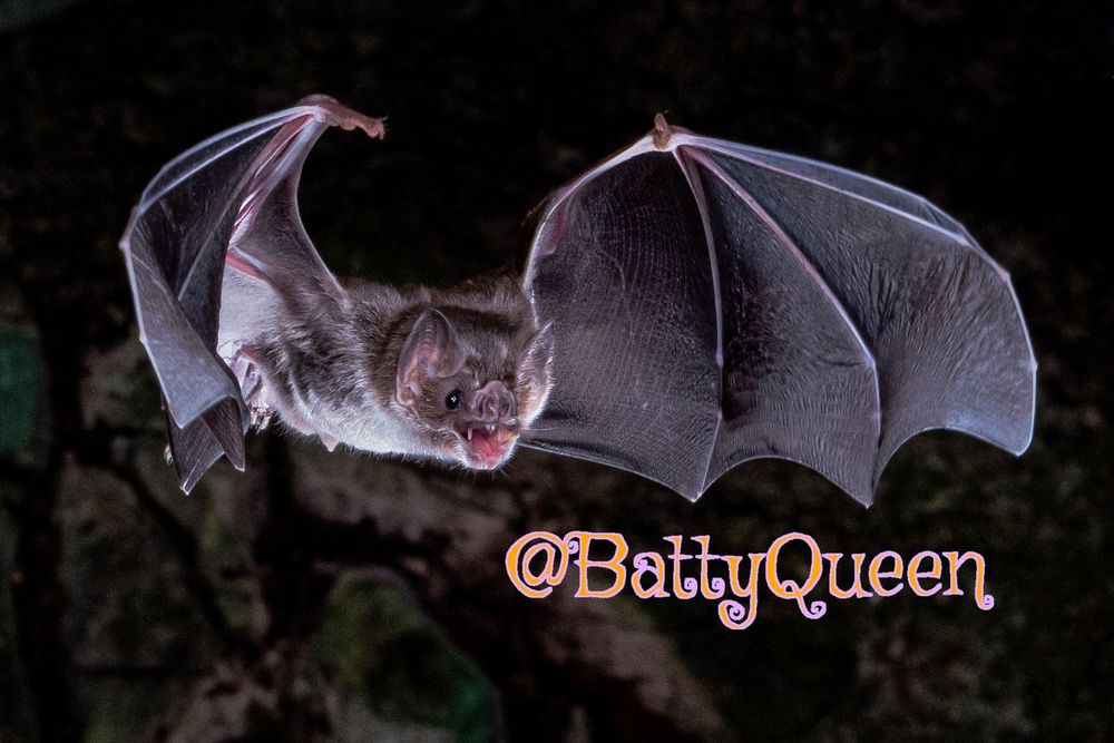 battyqueen OnlyFans profile picture