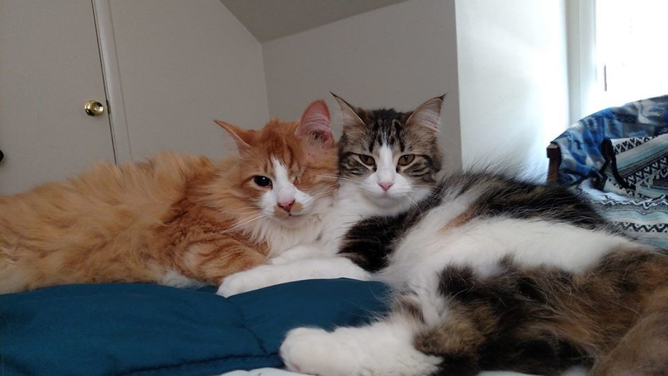 freyjathecat OnlyFans profile picture