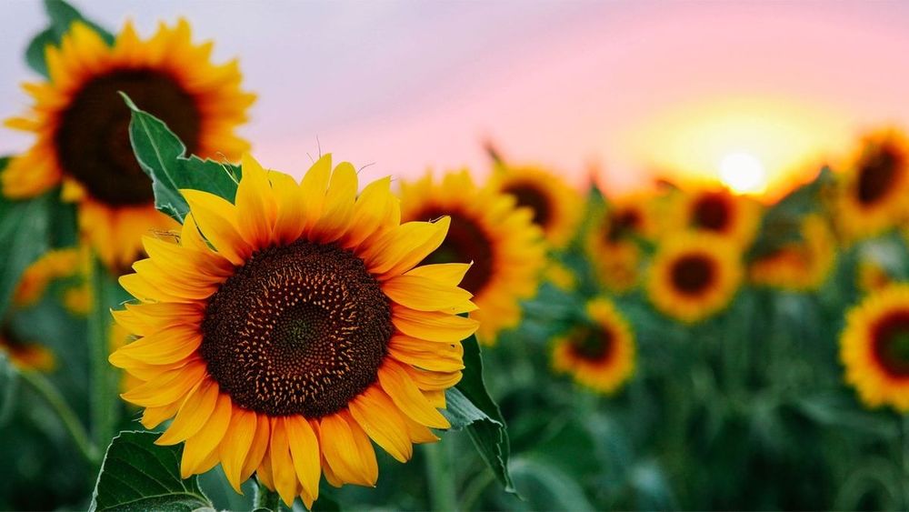 peachy.sunflower OnlyFans profile picture