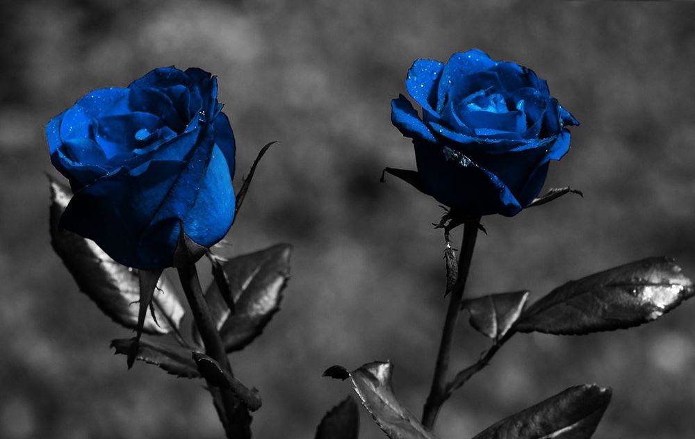 bluerose6969 OnlyFans profile picture