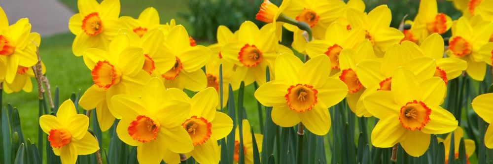 xladydaffodilx OnlyFans profile picture