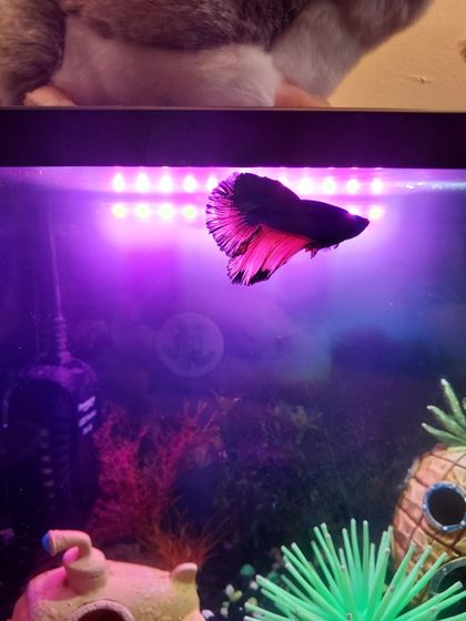betta_male OnlyFans picture