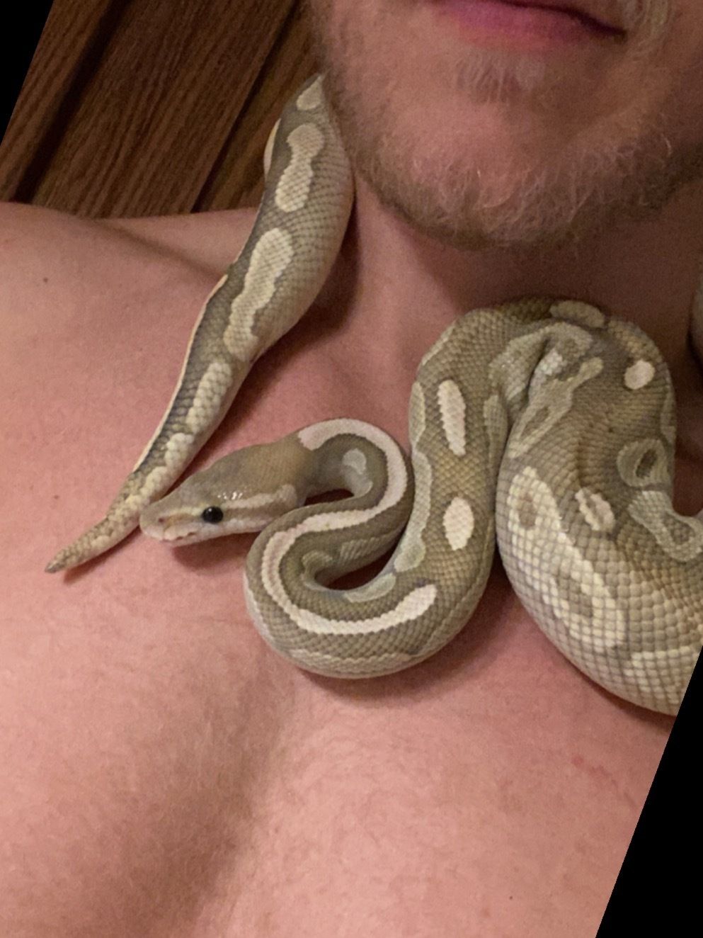 talltattedviking OnlyFans profile picture