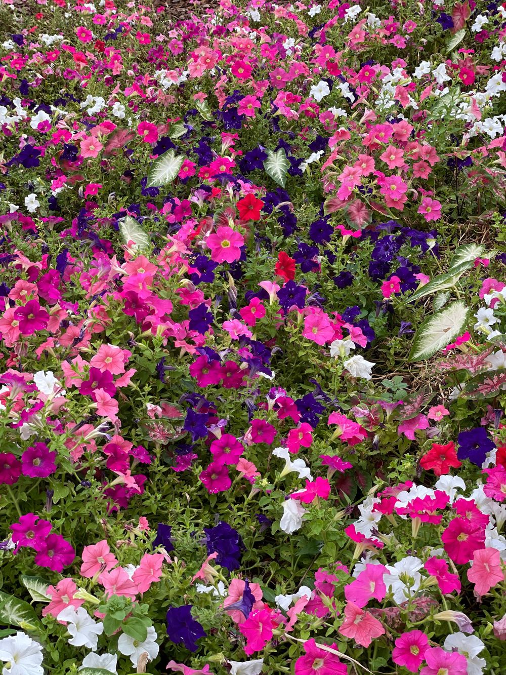 acidhime OnlyFans - Stats, Graphs, Photos & Profile Comparisons