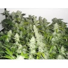 stoner_papi OnlyFans profile picture