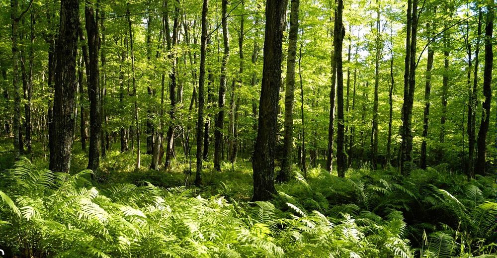 cherryishairy OnlyFans - Stats, Graphs, Photos & Profile Comparisons FansMetrics