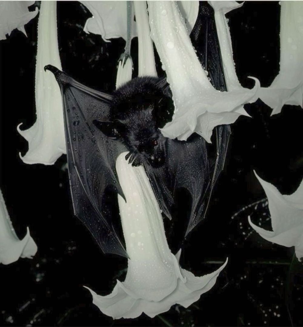 vampyricbyte OnlyFans profile picture